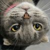 wisethecat