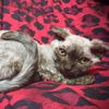ticakinkalowkittens