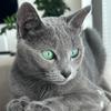 maja_russian_blue