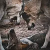 🐺 Shadow, Amarok & Némésis 🐺