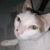 alpha_alarcon