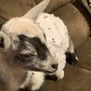 animal_rescue1