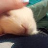 thumpsatbunnies