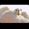 talal1231233