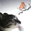 ojkoe_