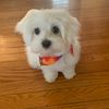 biscuit.the.maltese