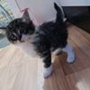 xmisscookies_