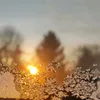 happy_raven_1