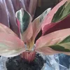 idaefrita5
