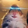 kittenlife_11