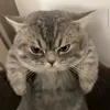 tho.vyvy04