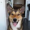 crazyanimalenthusiast