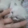 catcatcatcast