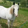 siscalovehorses