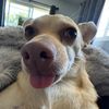 oliver_heart_