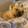 frenchiepups123