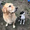 lifewithourpuppies