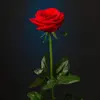 rose_rose_2