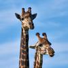 johnny_two_giraffes