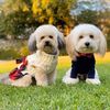 hank_and_masha