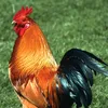 chickenbutt26267