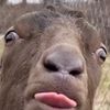 alpaca_lama_pic_idk