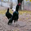 nadyarbarwary4