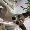 gypsy_preta_luna6