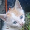 miarosa244