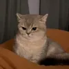 ttaureauu