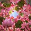 minhhanh020194
