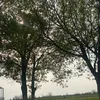 bekrustamov_
