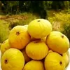 سهام بوبكر