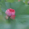 phanquyen279