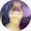 i_follow_everyone_1.0