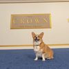 Ziggy the Corgi