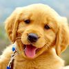 cutedogsstillpoop