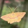 mothbaby12