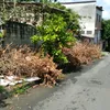 paulista0220