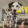 leobellthedalmatian