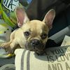 frenchieobsessed86