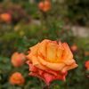 gdpl080418