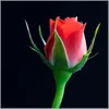 nguyentham.78
