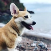 harley_welsh_corgi