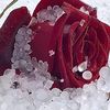 suleimanservant19