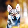 hawkphoto1