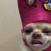 shanedog1