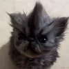thatso0tty