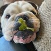 adogsworld4me