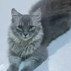 miraakaz